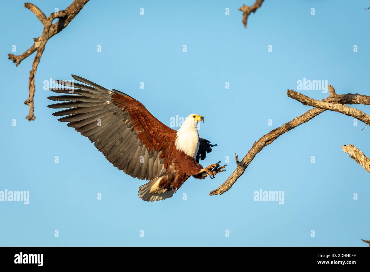 Aigle à poissons (Haliaeetus chemifer) avec ses ailes larges ouvertes essayant d'atterrir sur un Branche d'arbres dans le parc Kruger en Afrique du Sud Banque D'Images