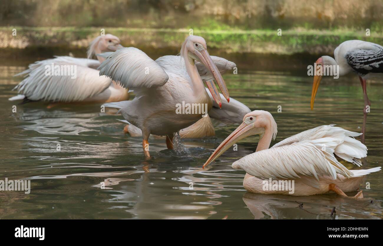 De grands oiseaux pélican blancs nageant dans l'eau des marais à un Réserve naturelle en Inde Banque D'Images