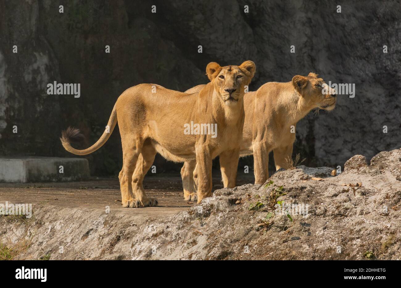 Les grands chats africains en pleine enceinte à la faune indienne réserver Banque D'Images