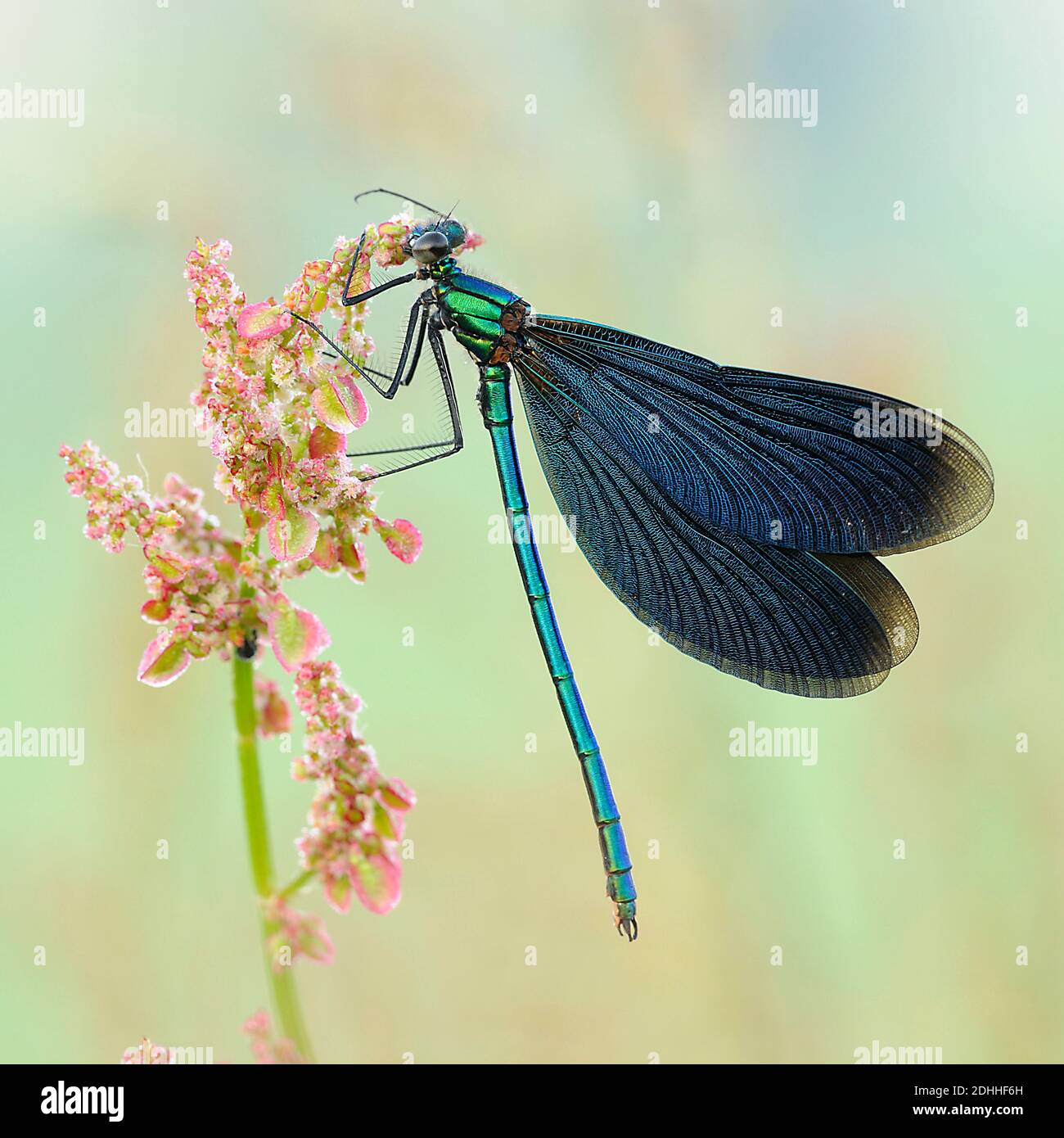 Blauflügel-Prachtlibelle, (Calopteryx virgo,) sitzt auf Pflanze Banque D'Images