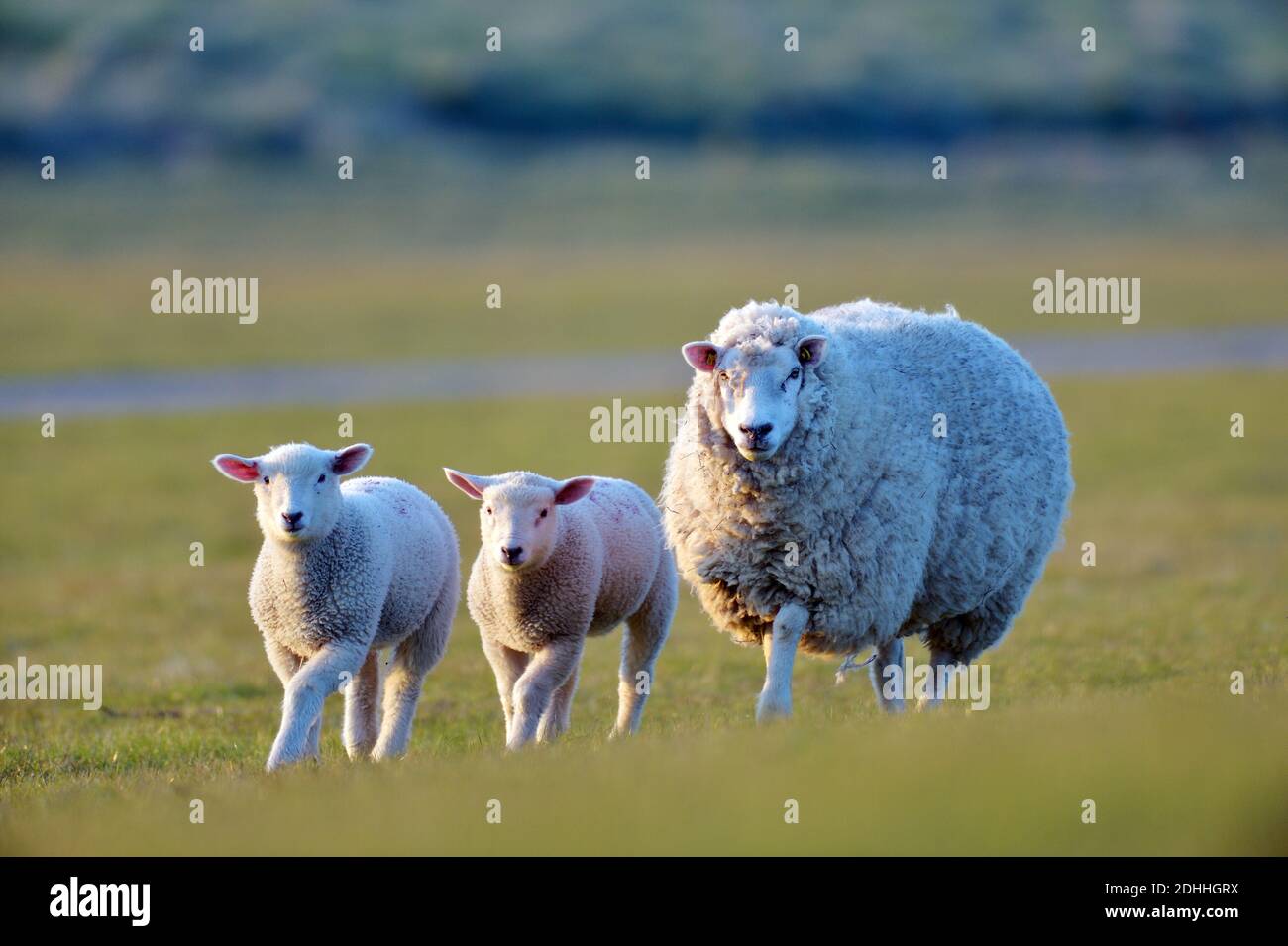 Schaf, Schafe, Hausschaf, Hausschae, (Ovis aries), Lamm, Lämmer, zwei, Banque D'Images