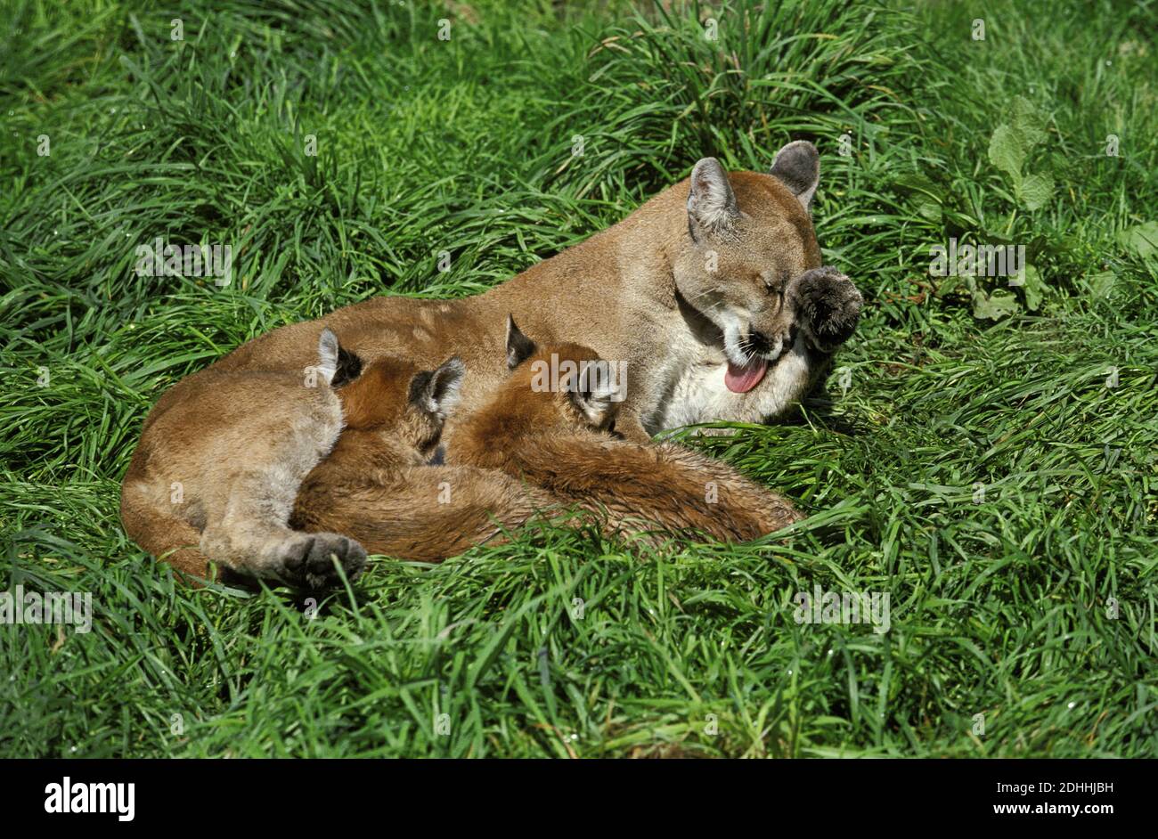 Cougar, Puma concolor, femme de lécher sa patte, Cub suckling Photo Stock -  Alamy