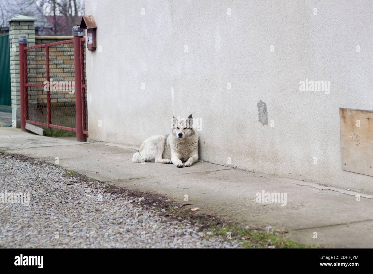 Grand blanc adulte intelligent race chien West Siberian Laika assis à l'extérieur de la maison de garde. Banque D'Images