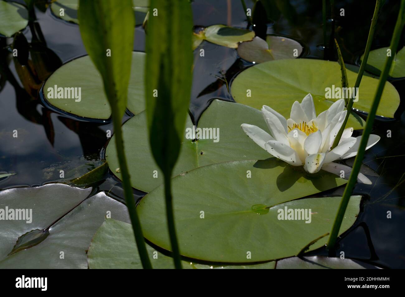 2 Barrières Flottantes Pour Nénuphars/plantes D'étang - Diamètre 45 Cm, Maillage Polyester