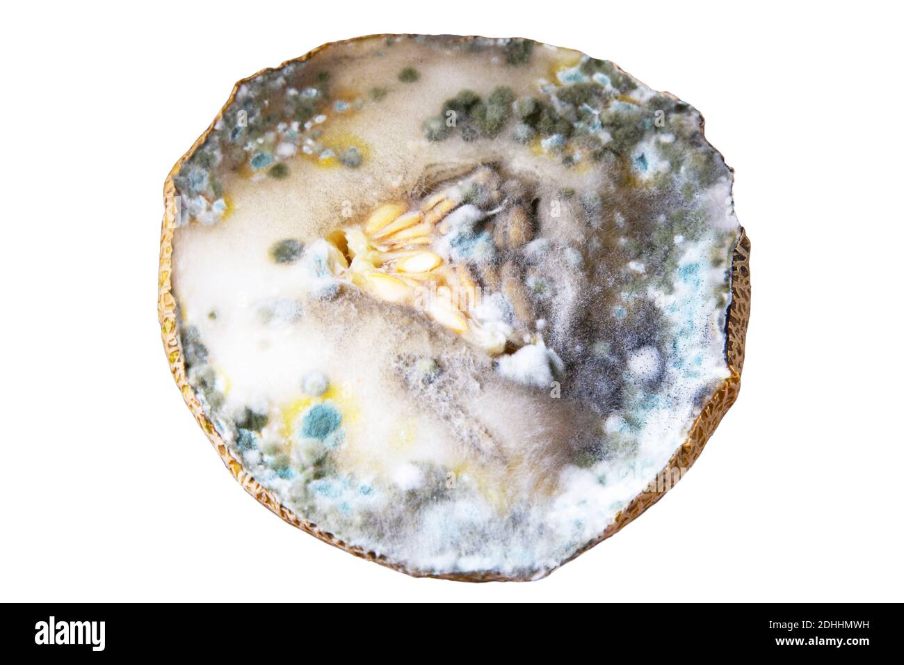 Moule bleu et noir sur melon. Nourriture gâtée. Fruits toxiques. Plein format Banque D'Images