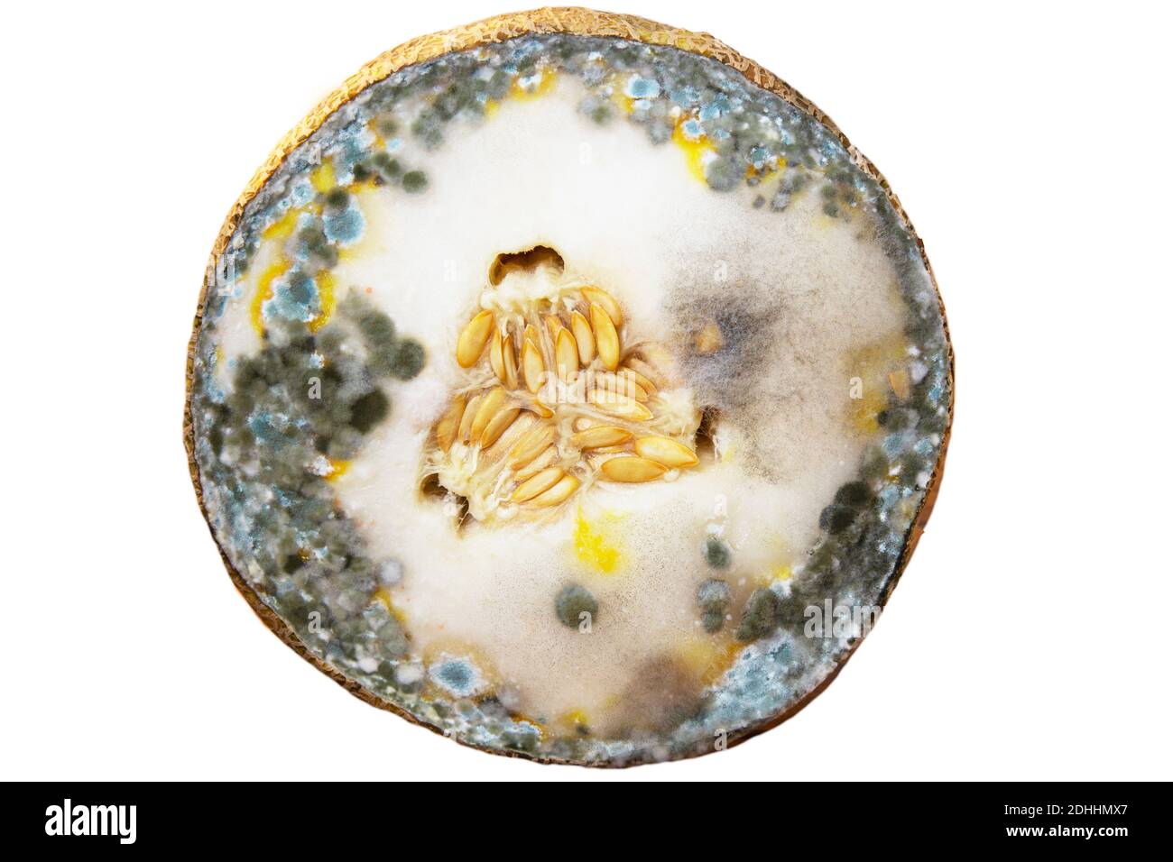 Moule bleu et noir sur melon. Nourriture gâtée. Fruits toxiques. Plein format Banque D'Images