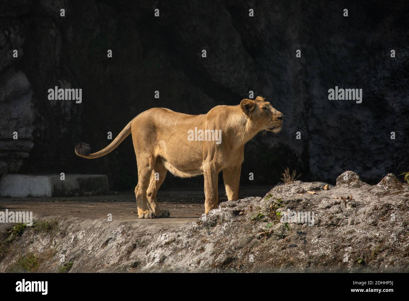 La lionne africaine dans une enceinte ouverte à une faune indienne sanctuaire Banque D'Images