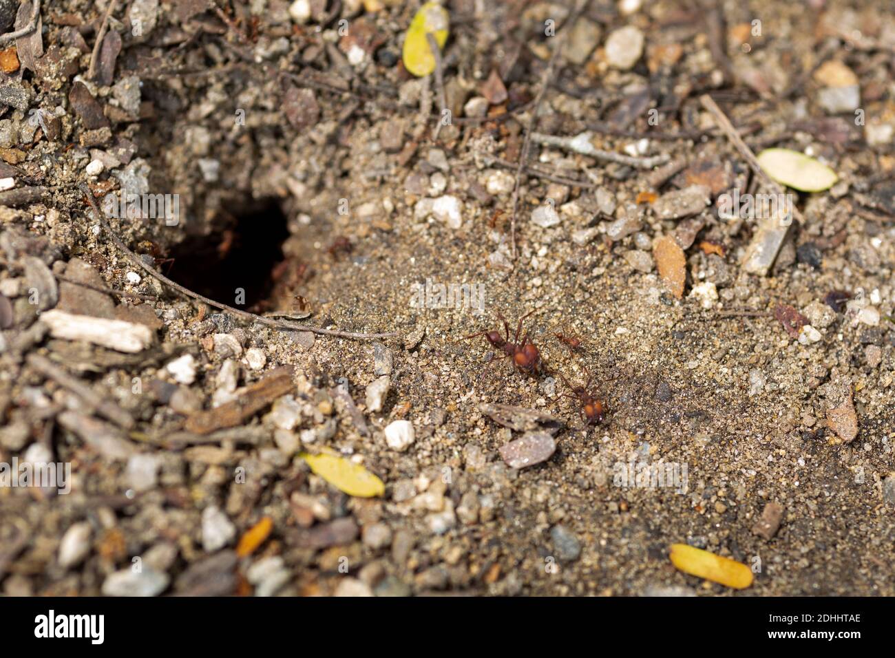 Un gros plan de l'entrée d'un trou de nid d'un fourmis le sol avec des fourmis qui marchent autour Banque D'Images