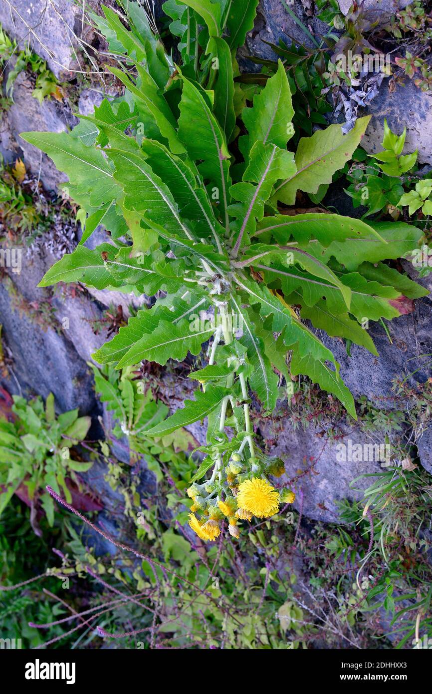 Espagne, Ténérife, pissenlit géant - Sonchus acaulis, endémique aux îles Canaries Banque D'Images