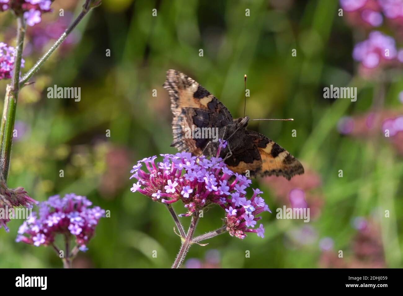 Papillon lady peint (Vanessa cardui) se nourrissant d'une plante de fleur de verveine bonariensis pourpre avec des ailes étirées pendant la saison estivale, macro c Banque D'Images