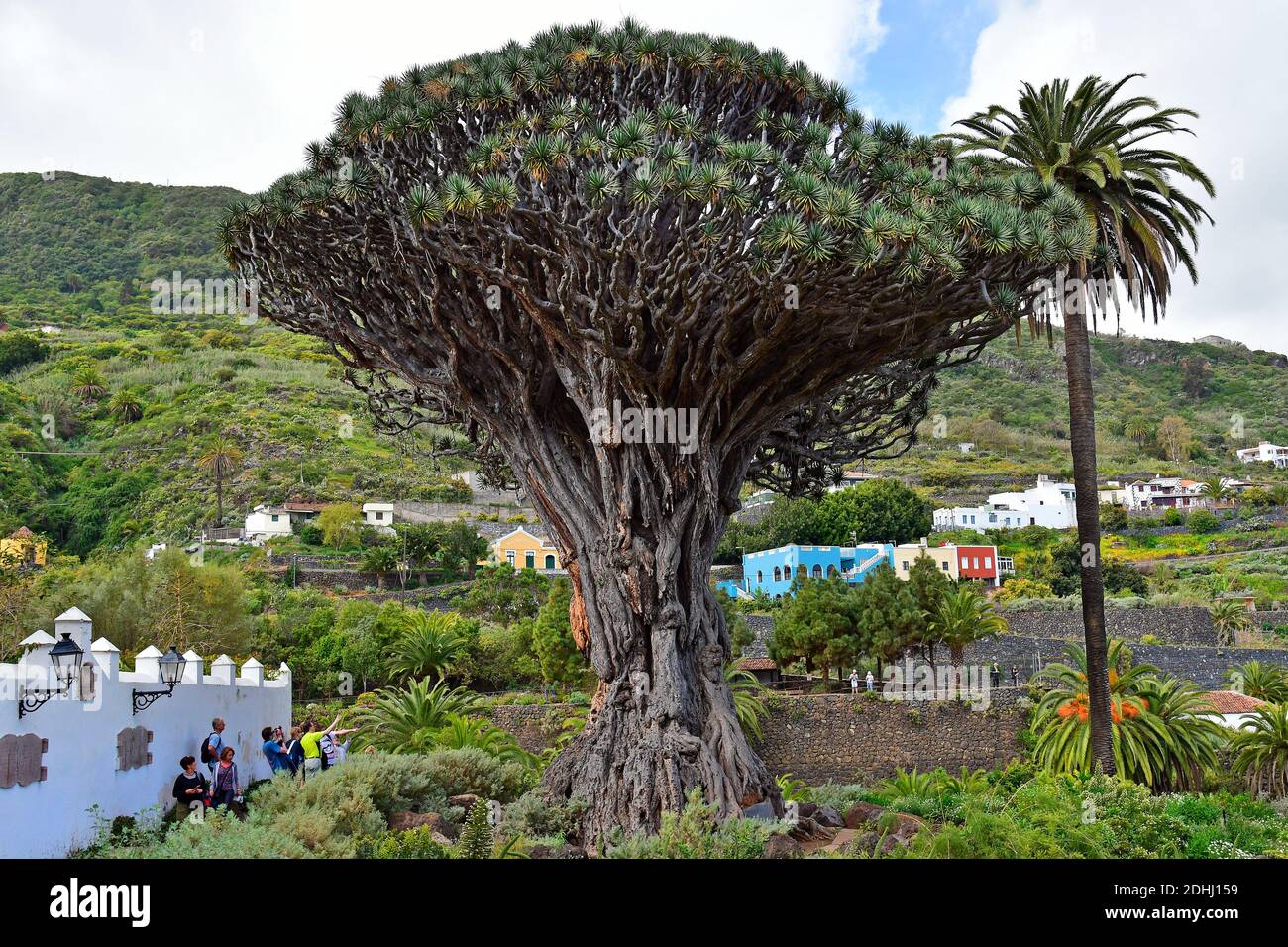 Tenerife, Iles Canaries, Espagne - 04 avril 2018 : touristes non identifiés et le plus vieux dragon situé dans le village d'Icod de los Vinos Banque D'Images