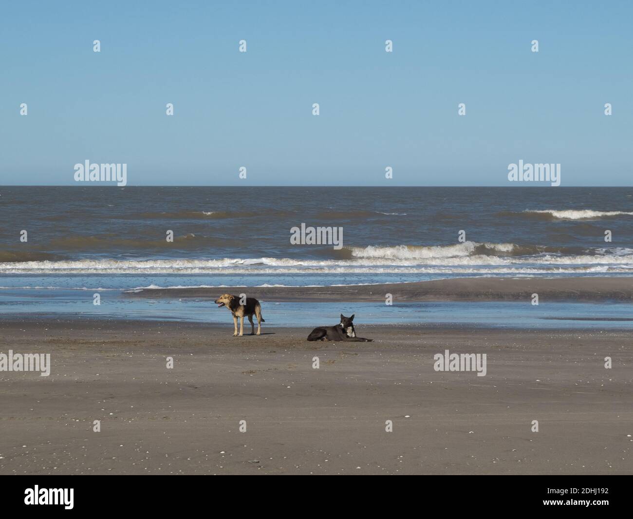 Deux chiens dans le sable au bord de la mer de petites vagues en train de s'écraser sur la rive Banque D'Images
