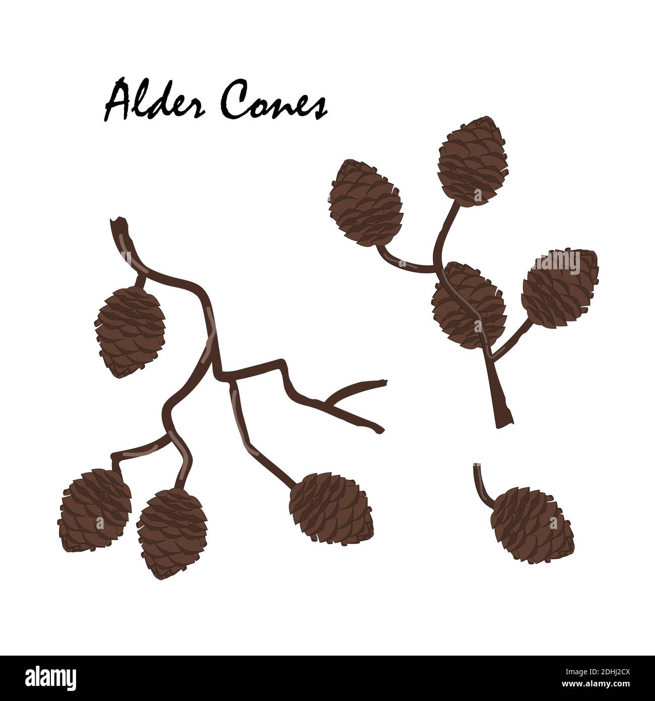 Une branche d'aulne avec des cônes isolés sur fond blanc. Illustration vectorielle. Branche d'Alnus glutinosa, l'aulne commun Illustration de Vecteur
