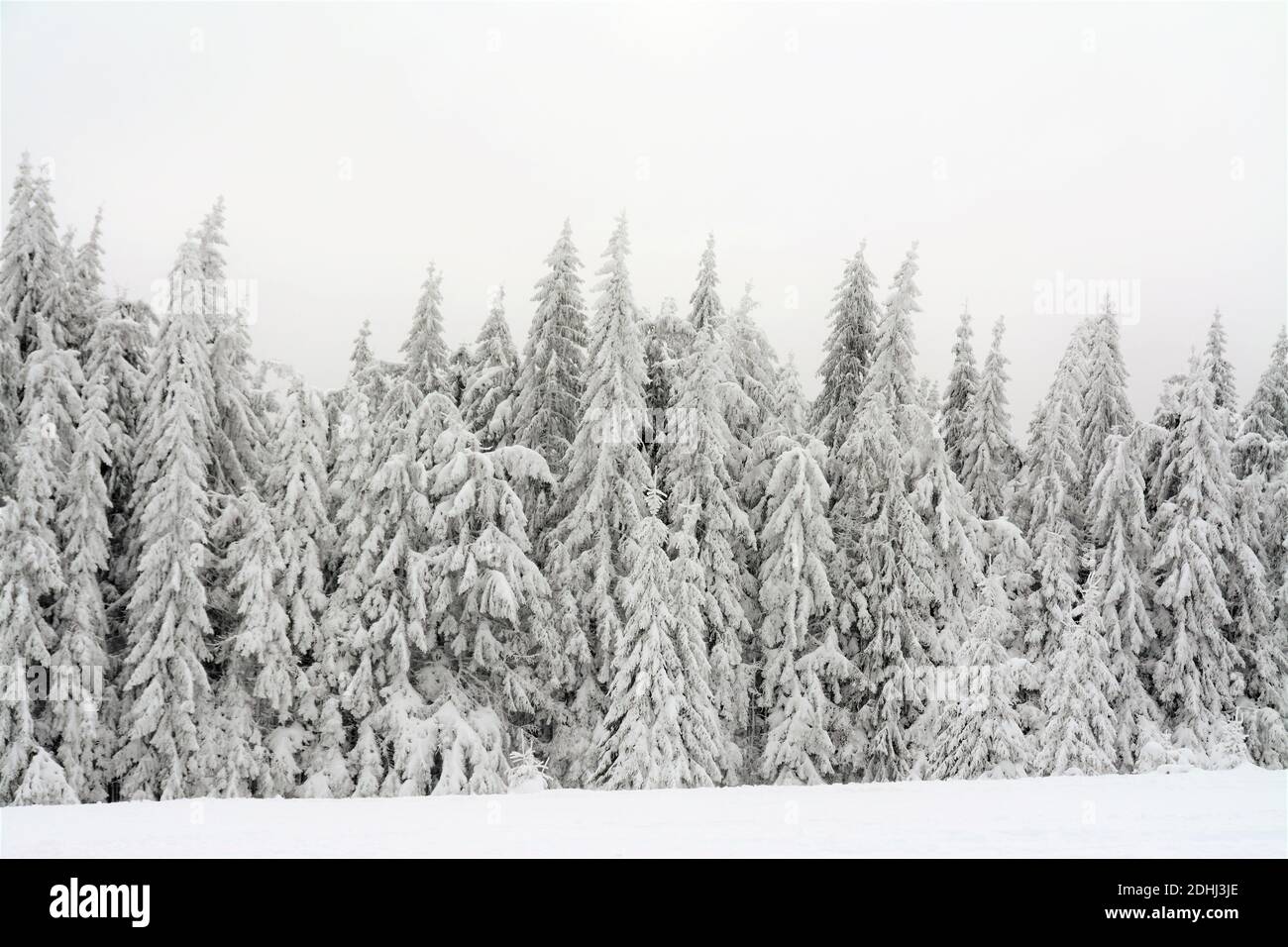 Sapins couverts de neige contre le ciel Banque D'Images