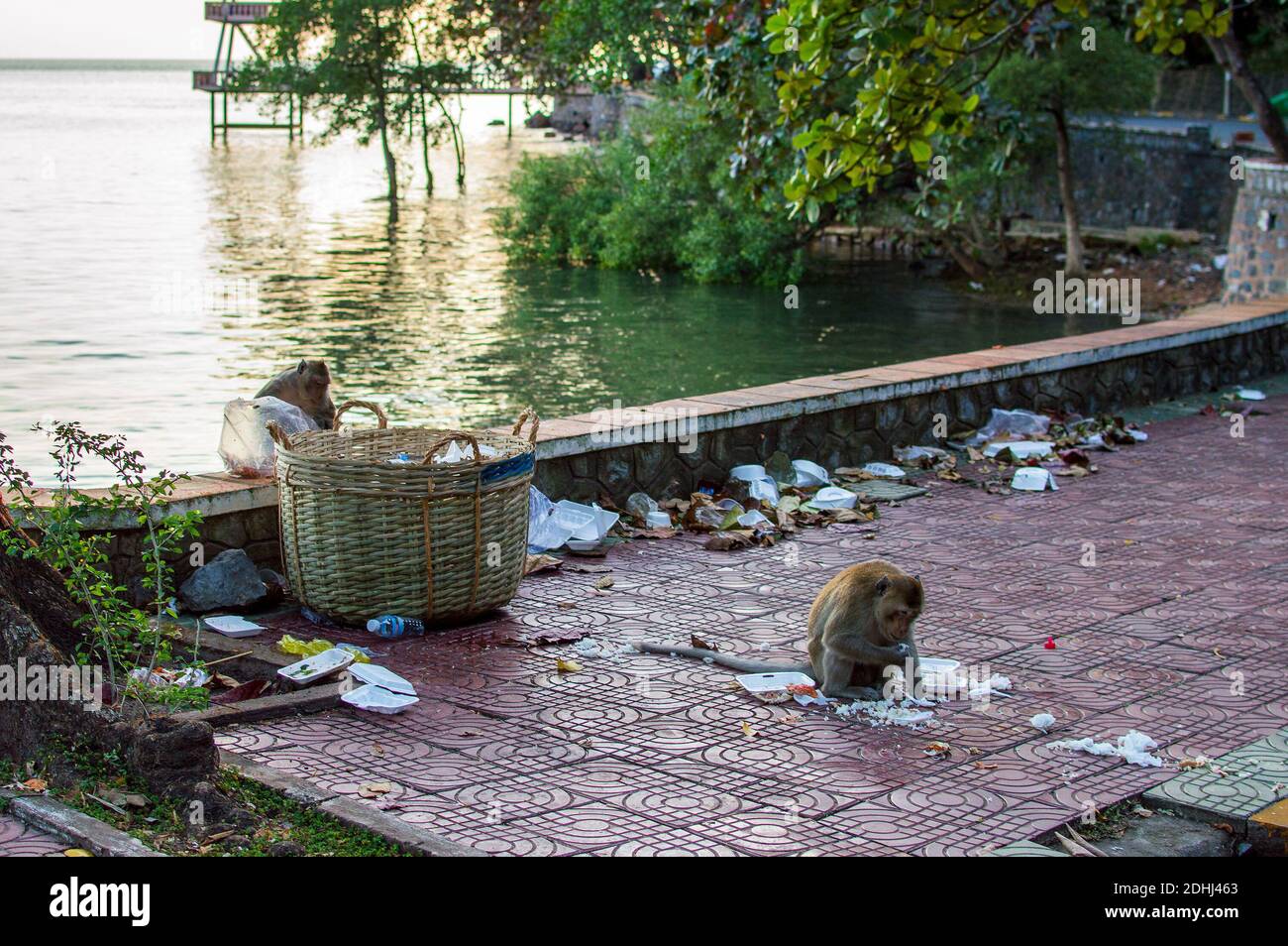 Singe sauvage mangeant de la nourriture dans un sac en plastique fermé aux ordures camion en ville Banque D'Images