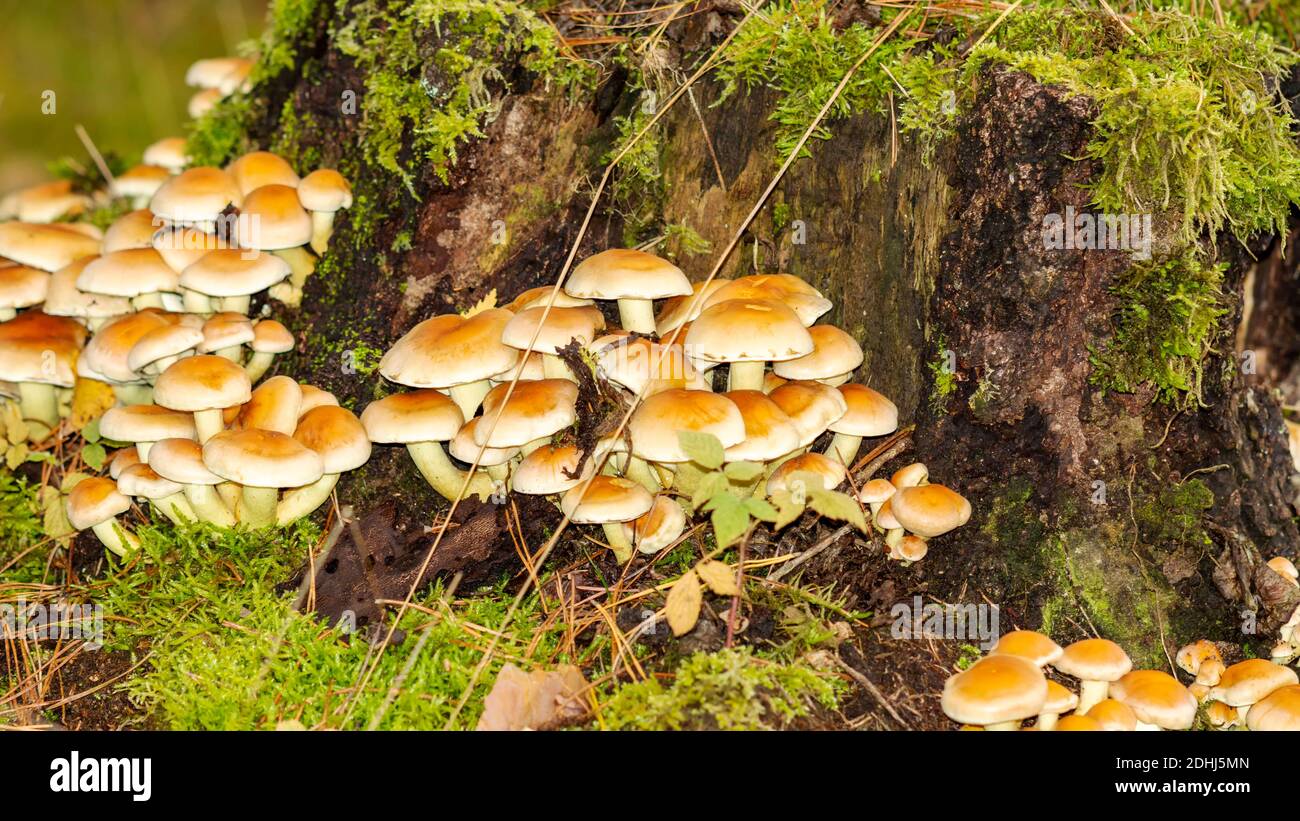 Les champignons jaunes poussent sur le tronc de l'arbre dans la forêt en automne Banque D'Images