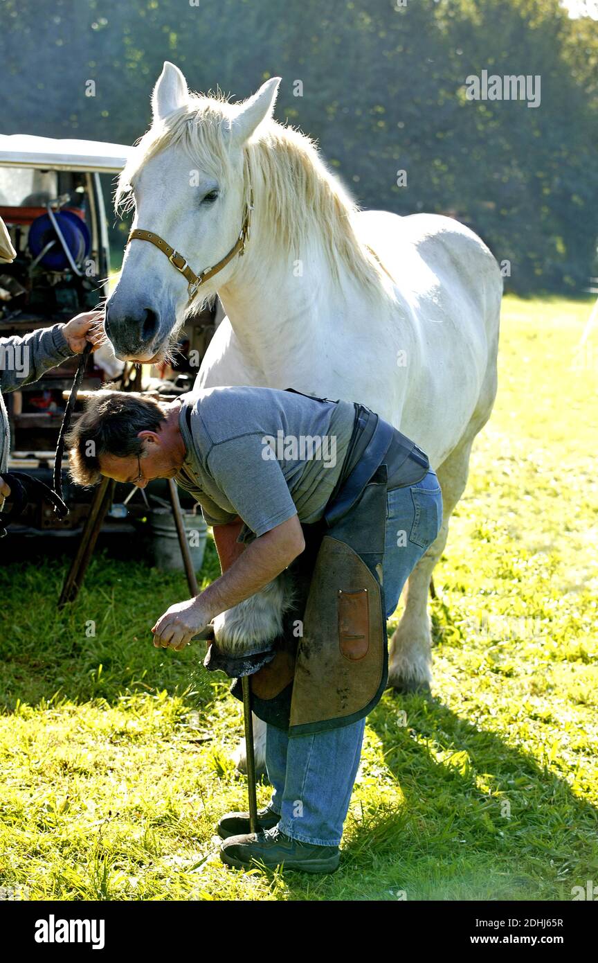 Forgeron avec sabot cheval percheron, le parage avec Rasp Banque D'Images