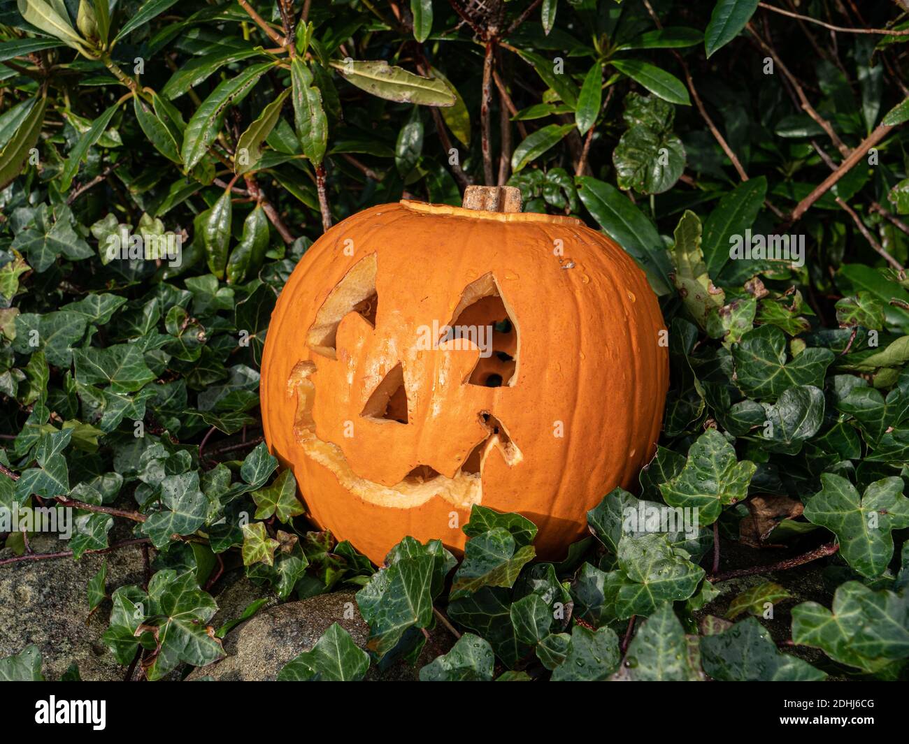 Citrouille sculptée pour représenter un visage pour halloween ou All-Halles célébration Banque D'Images