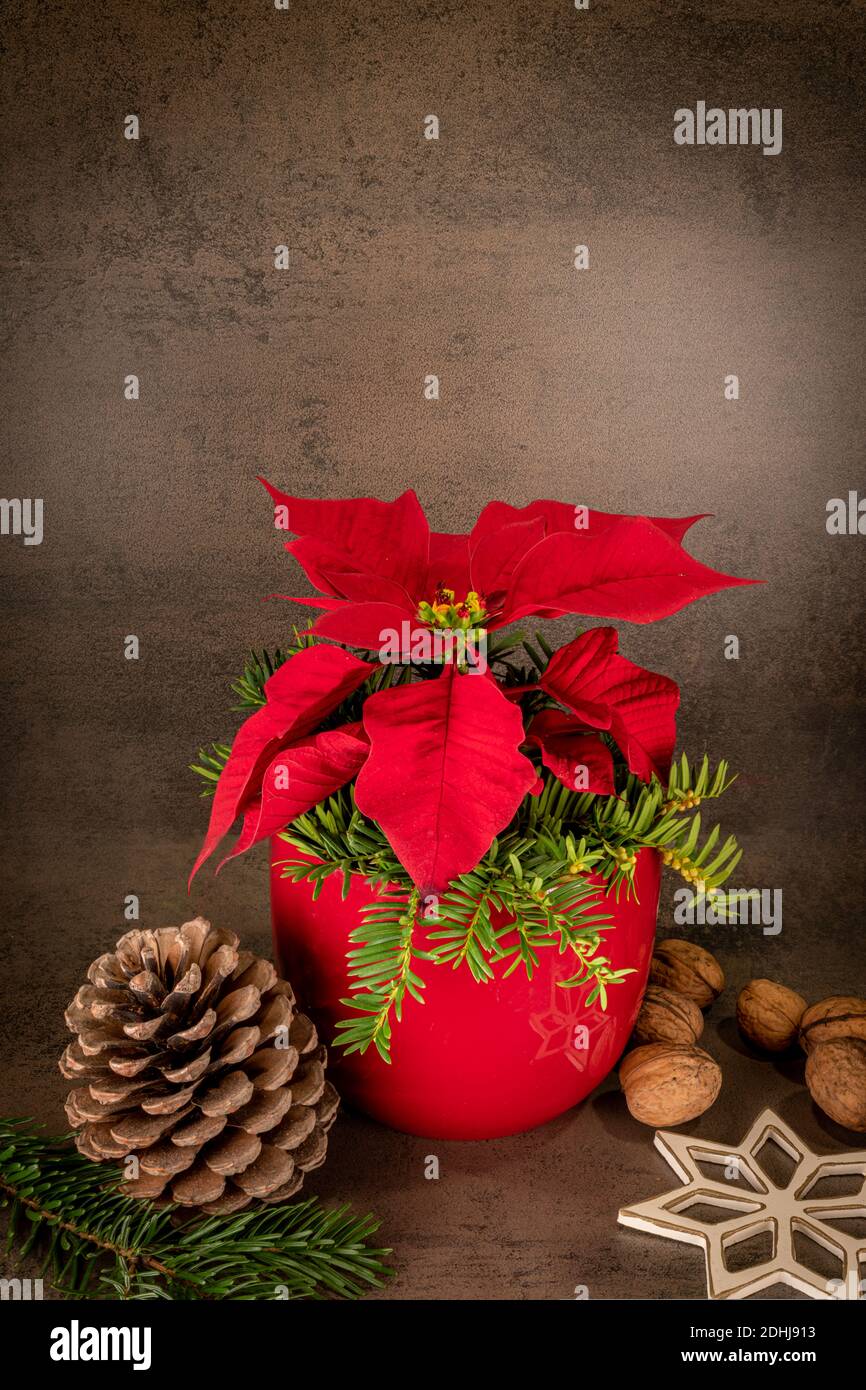 Poinsettia dans un pot rouge se dresse sur un fond gris, décoré avec des cônes de pin et une étoile de paille. Avec espace de copie Banque D'Images