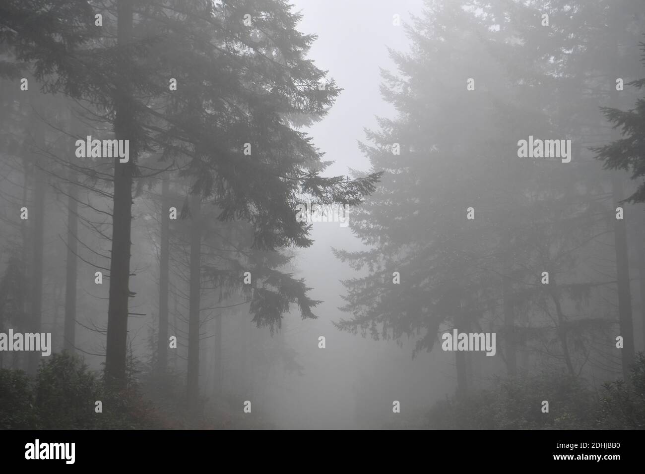 Images de brouillard dans les bois - North Downs près de West Horsley, Surrey.- Dick Focks Common - Forestry Commission. La photo montre du brouillard, des arbres, de la brume dans cette région pittoresque de Surrey. Photo prise le 7 décembre 2020 Banque D'Images