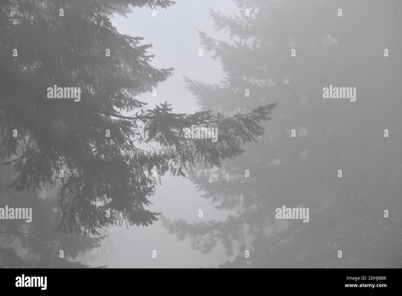Images de brouillard dans les bois - North Downs près de West Horsley, Surrey.- Dick Focks Common - Forestry Commission. La photo montre du brouillard, des arbres, de la brume dans cette région pittoresque de Surrey. Photo prise le 7 décembre 2020 Banque D'Images