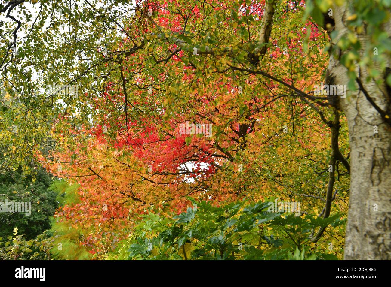 Dans le parc Stoke, Guildford - couleurs automnales, les travaux continuent de restaurer et d'améliorer les jardins orientaux. Guildford, Surrey. Photo prise le 20 octobre 2020 Banque D'Images