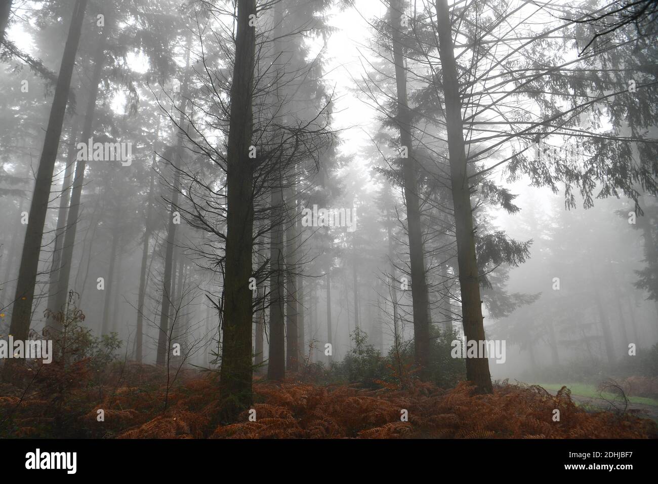 Images de brouillard dans les bois - North Downs près de West Horsley, Surrey.- Dick Focks Common - Forestry Commission. La photo montre du brouillard, des arbres, de la brume dans cette région pittoresque de Surrey. Photo prise le 7 décembre 2020 Banque D'Images