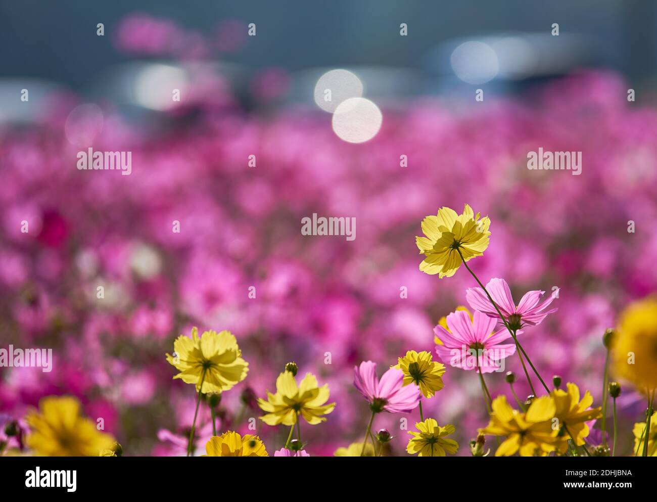 Un champ de fleurs cosmos en pleine floraison par une journée ensoleillée  Photo Stock - Alamy