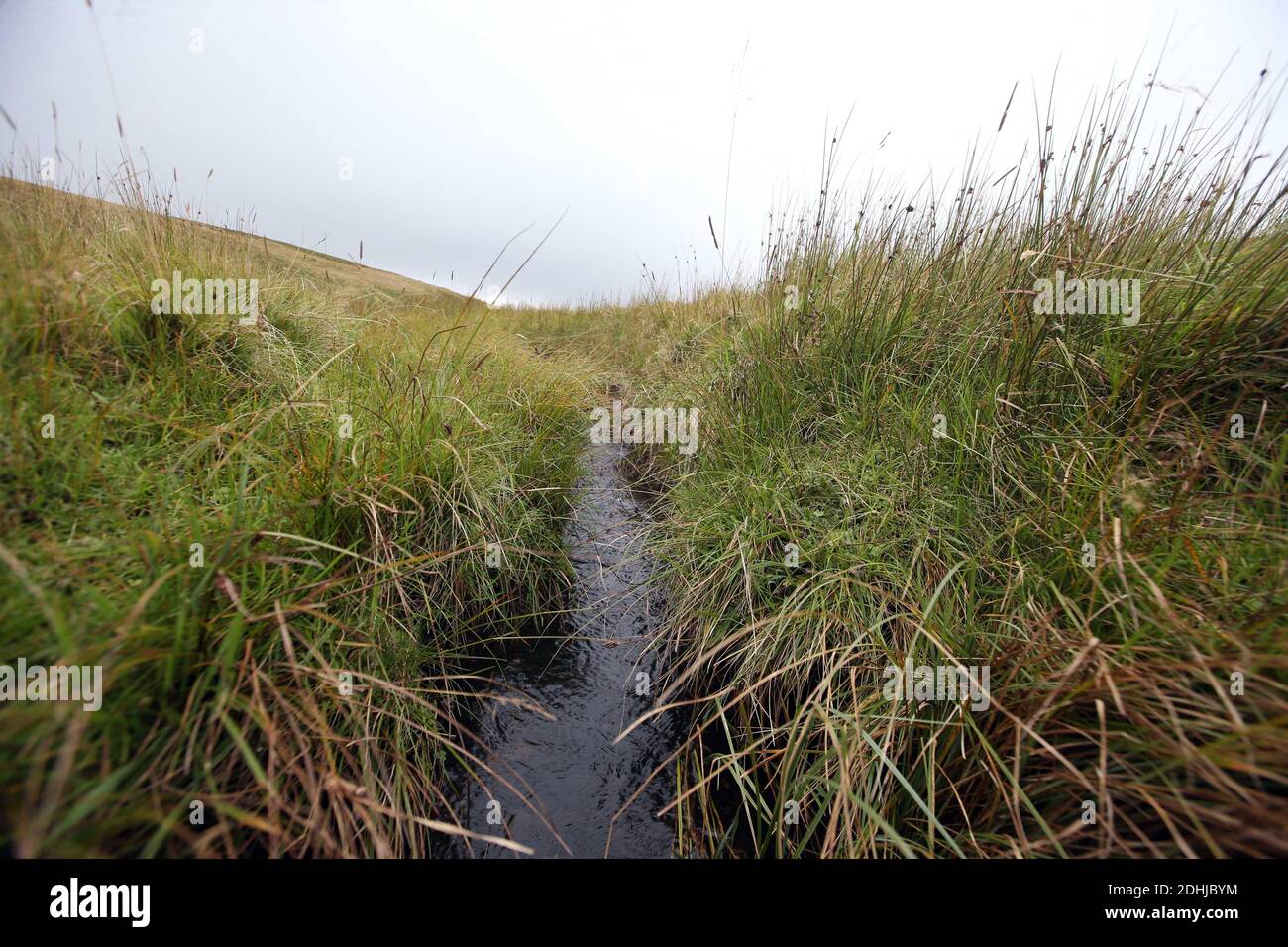 La source de la rivière Coquet haut dans les collines près du fort romain à Chew Green.Samedi 3 octobre 2020. Banque D'Images