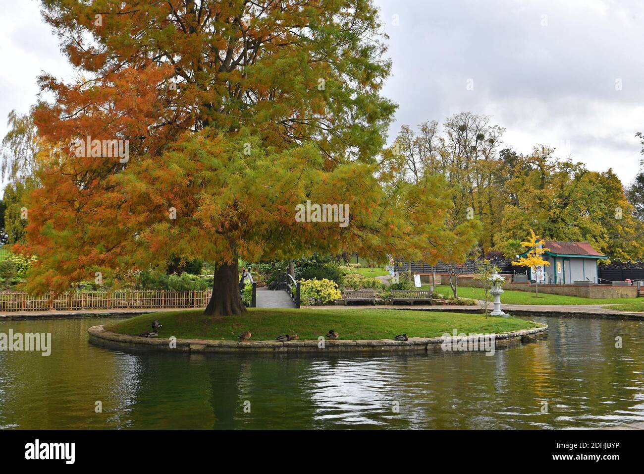 Dans le parc Stoke, Guildford - couleurs automnales, les travaux continuent de restaurer et d'améliorer les jardins orientaux. Guildford, Surrey. Photo prise le 20 octobre 2020 Banque D'Images