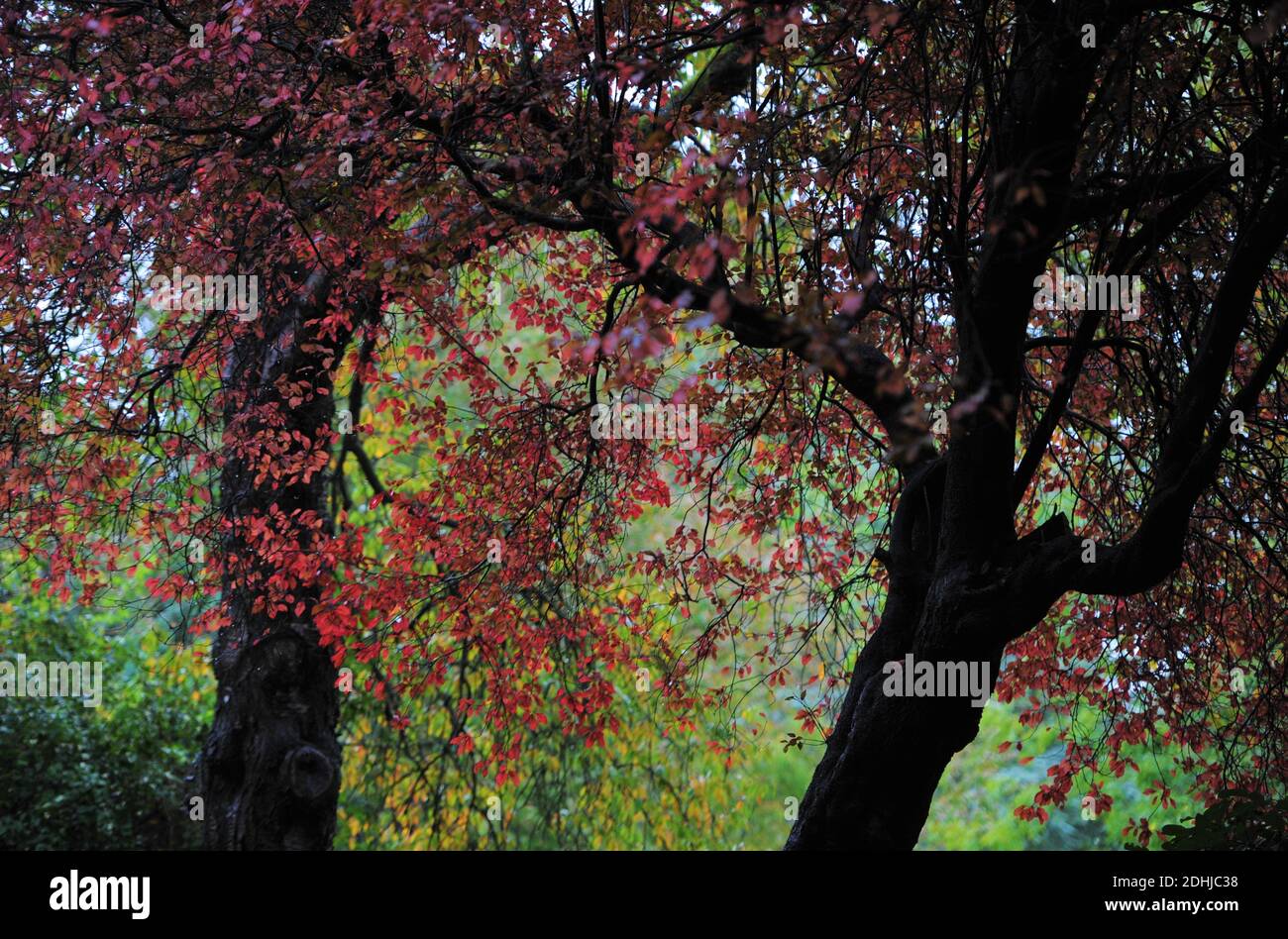 Couleur d'automne à Pelaw Woods près des rives de la rivière Wear dans la ville de Durham. Photo prise le 16 octobre 2020 Banque D'Images