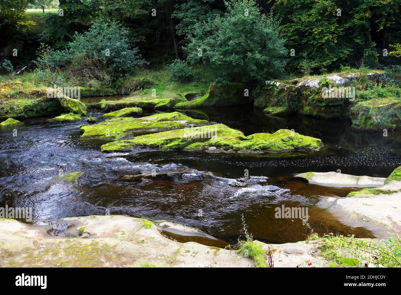 The River Coquet. The moss covered rocks at Thrum Mill just east of Rothbury.Saturday 3rd October 2020. Banque D'Images