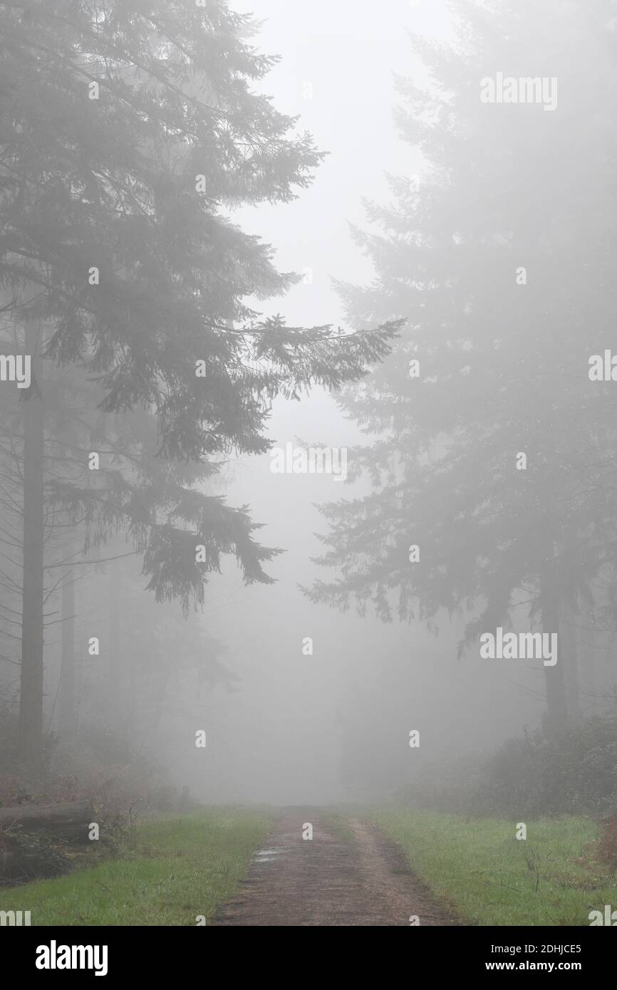 Images de brouillard dans les bois - North Downs près de West Horsley, Surrey.- Dick Focks Common - Forestry Commission. La photo montre du brouillard, des arbres, de la brume dans cette région pittoresque de Surrey. Photo prise le 7 décembre 2020 Banque D'Images