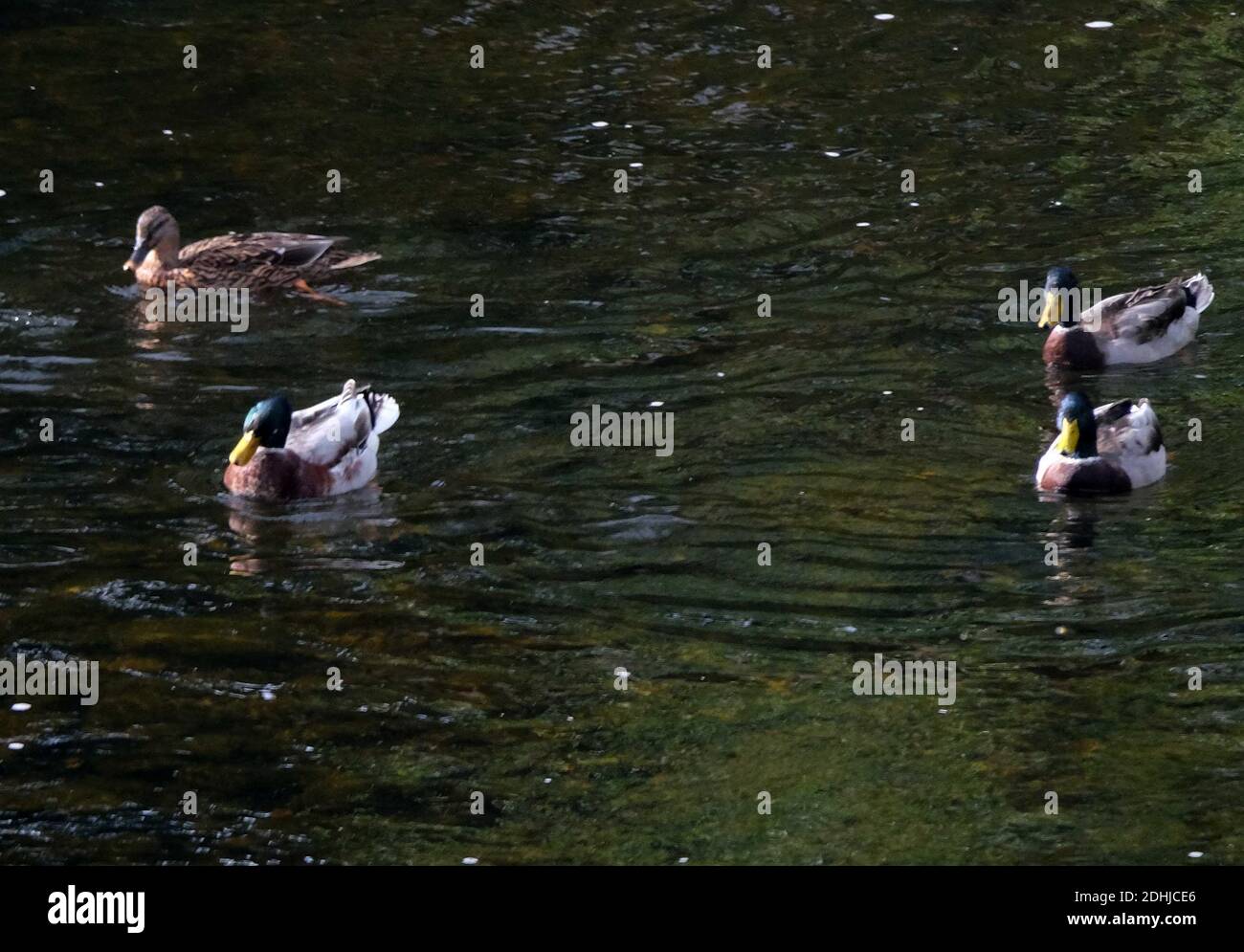 Canards sur le Coquet à Felton.Samedi 3 octobre 2020. Banque D'Images