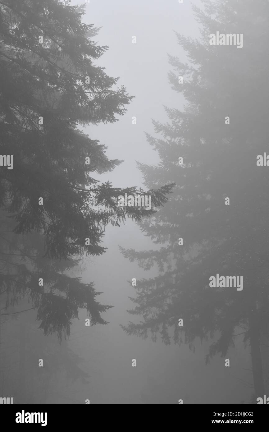 Images de brouillard dans les bois - North Downs près de West Horsley, Surrey.- Dick Focks Common - Forestry Commission. La photo montre du brouillard, des arbres, de la brume dans cette région pittoresque de Surrey. Photo prise le 7 décembre 2020 Banque D'Images