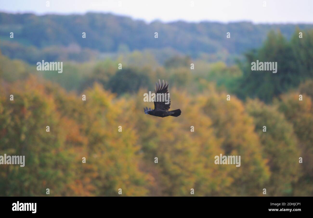 Couleur d'automne à Pelaw Woods près des rives de la rivière Wear dans la ville de Durham. Photo prise le 16 octobre 2020 Banque D'Images