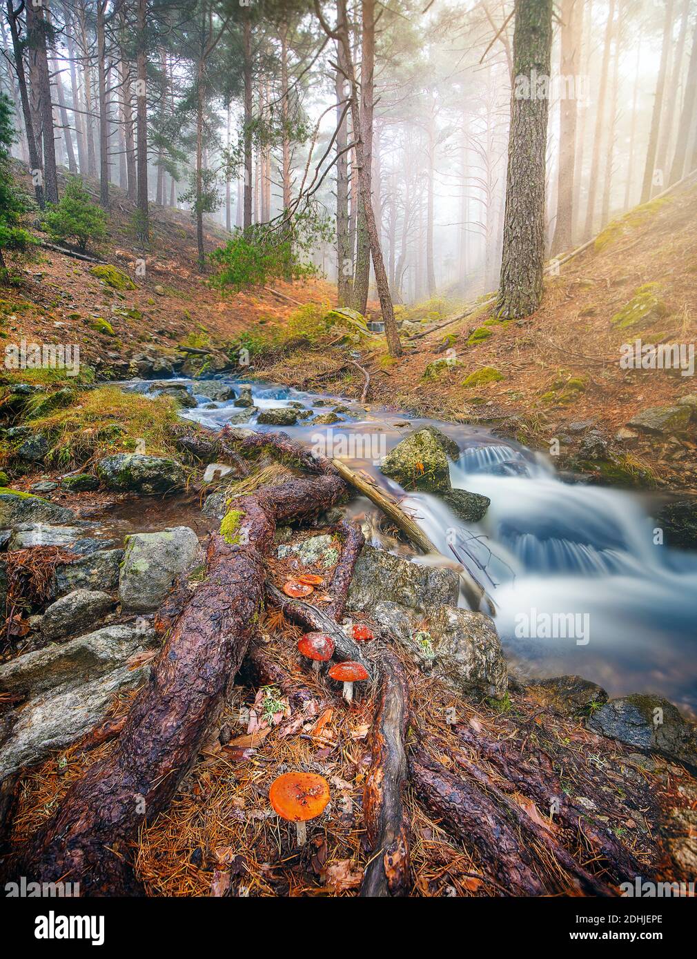 champignons dans une forêt en automne Banque D'Images