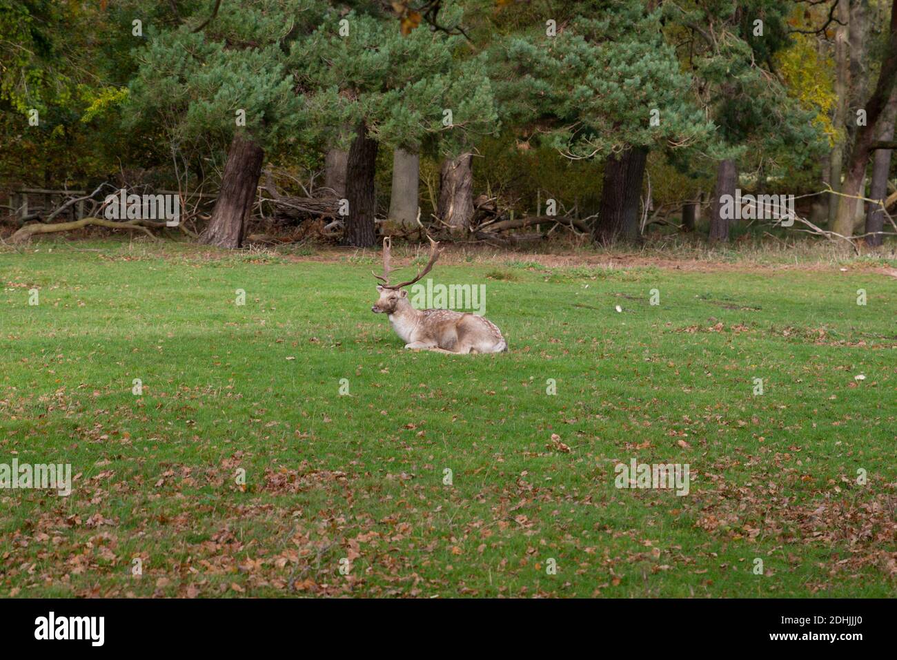 Gros plan d'un renne assis dans les bois en hiver. Un cerf à cerf avec de fabuleux bois assis sur la prairie Banque D'Images