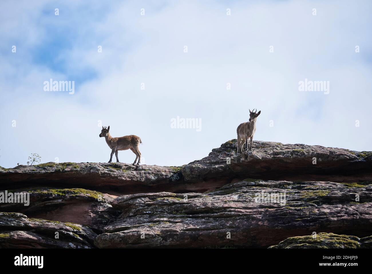 Angle bas de chèvres sauvages ibériques ou ibex espagnol debout sur une pente rocheuse avec de la mousse verte dans les montagnes en été jour Banque D'Images