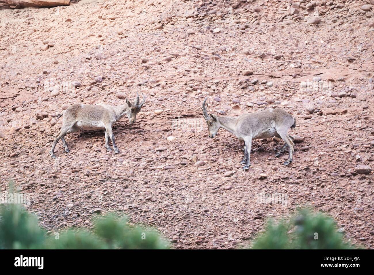 Angle bas de chèvres sauvages ibériques ou ibex espagnol debout sur une pente rocheuse avec de la mousse verte dans les montagnes en été jour Banque D'Images