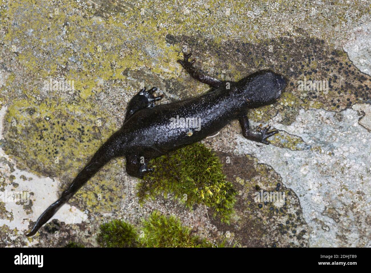 Bergholch, Berg-Molch, Alpenmolch, Alpen-Molch, Weibchen, Molch, Molche, Ichthyosaura alpestris, Triturus alpestris, Mesotriton alpestris, Alpine Newt Banque D'Images