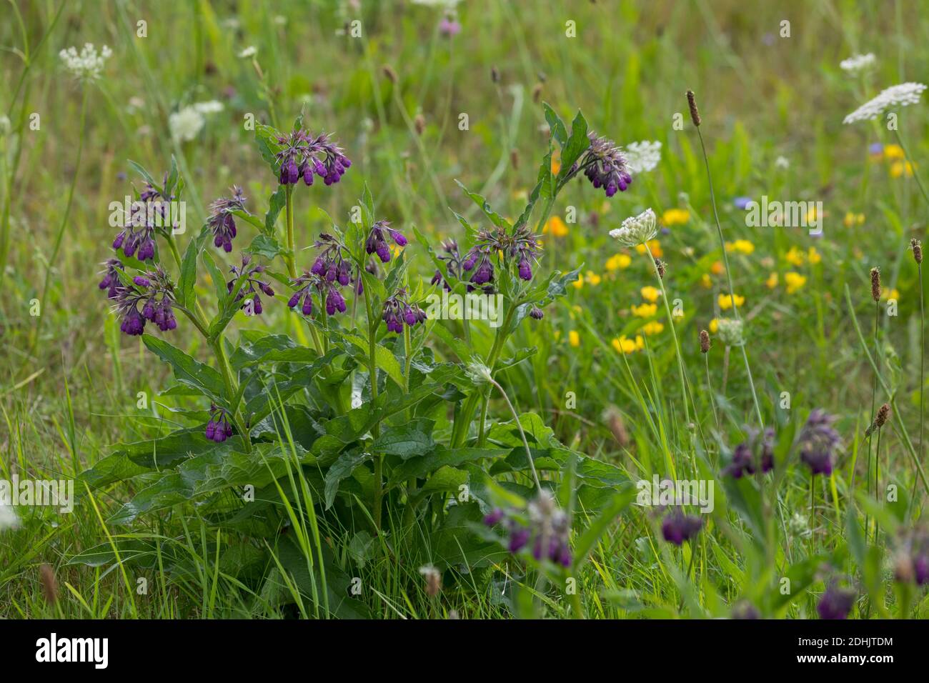 Beinwell, Echter Beinwell, Gewöhnlicher Beinwell, Arznei-Beinwell, Beinwurz, Wilder Komfrey, Symphytum officinale, Comfrey commun, véritable comfrey, comfr Banque D'Images