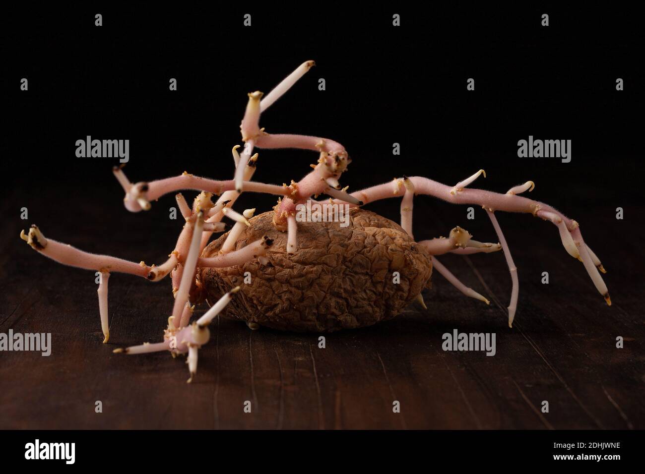 Vieille pomme de terre germé avec des racines courbes placées sur une table en bois sur fond noir Banque D'Images