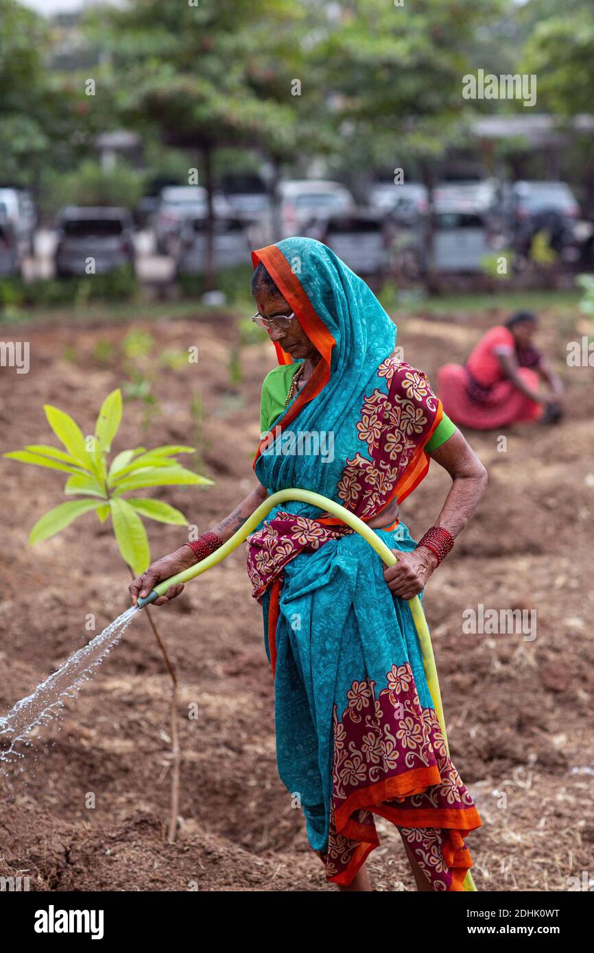Une femme arrose des plantes dans un champ à Nasik, en Inde, en s'occupant des cultures avec soin et dévouement. Banque D'Images