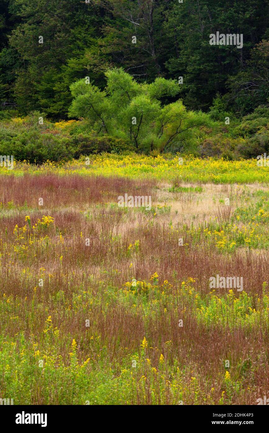 Un pré boisé de la fin de l'été avec de la verge d'or et un petit bluestem Herbe dans les montagnes Pocono de Pennsylvanie Banque D'Images