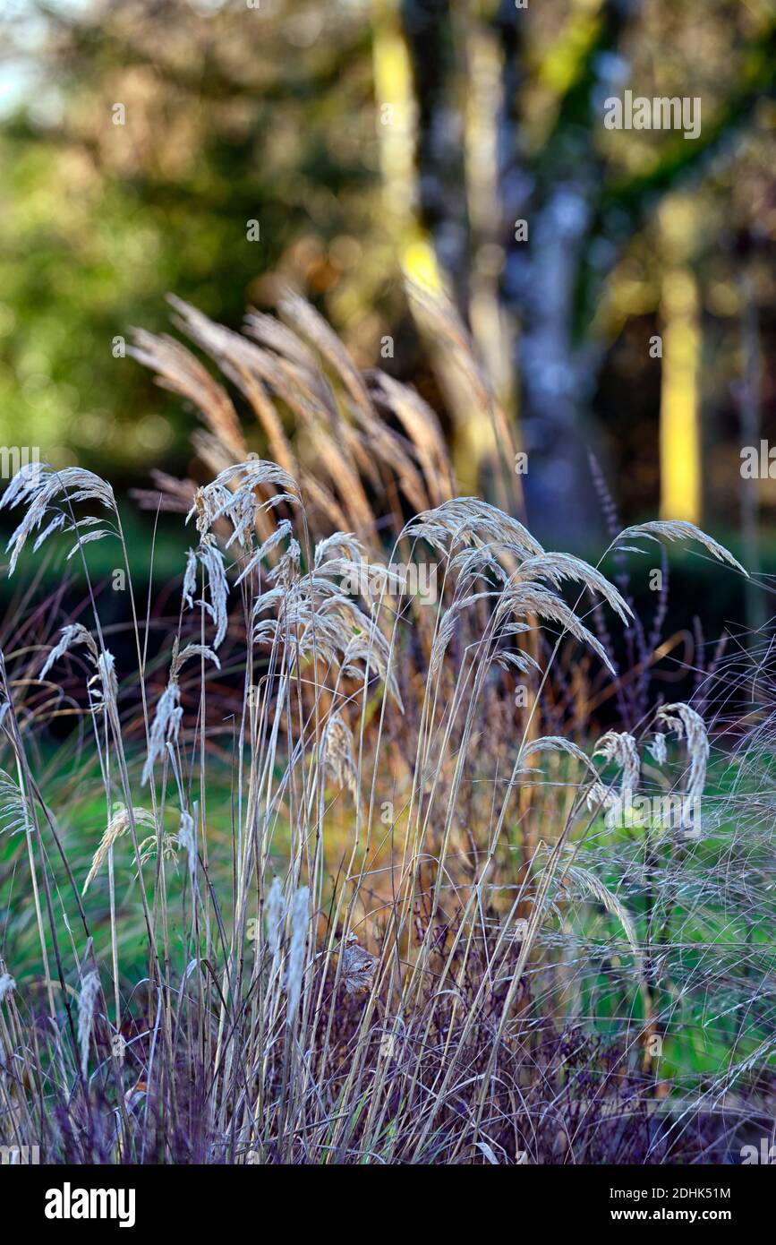 Calamagrostis emodensis, hiver, herbe ornementale, herbes ornementales, jardin, jardins, tête de graines, têtes de graines, RM Floral Banque D'Images