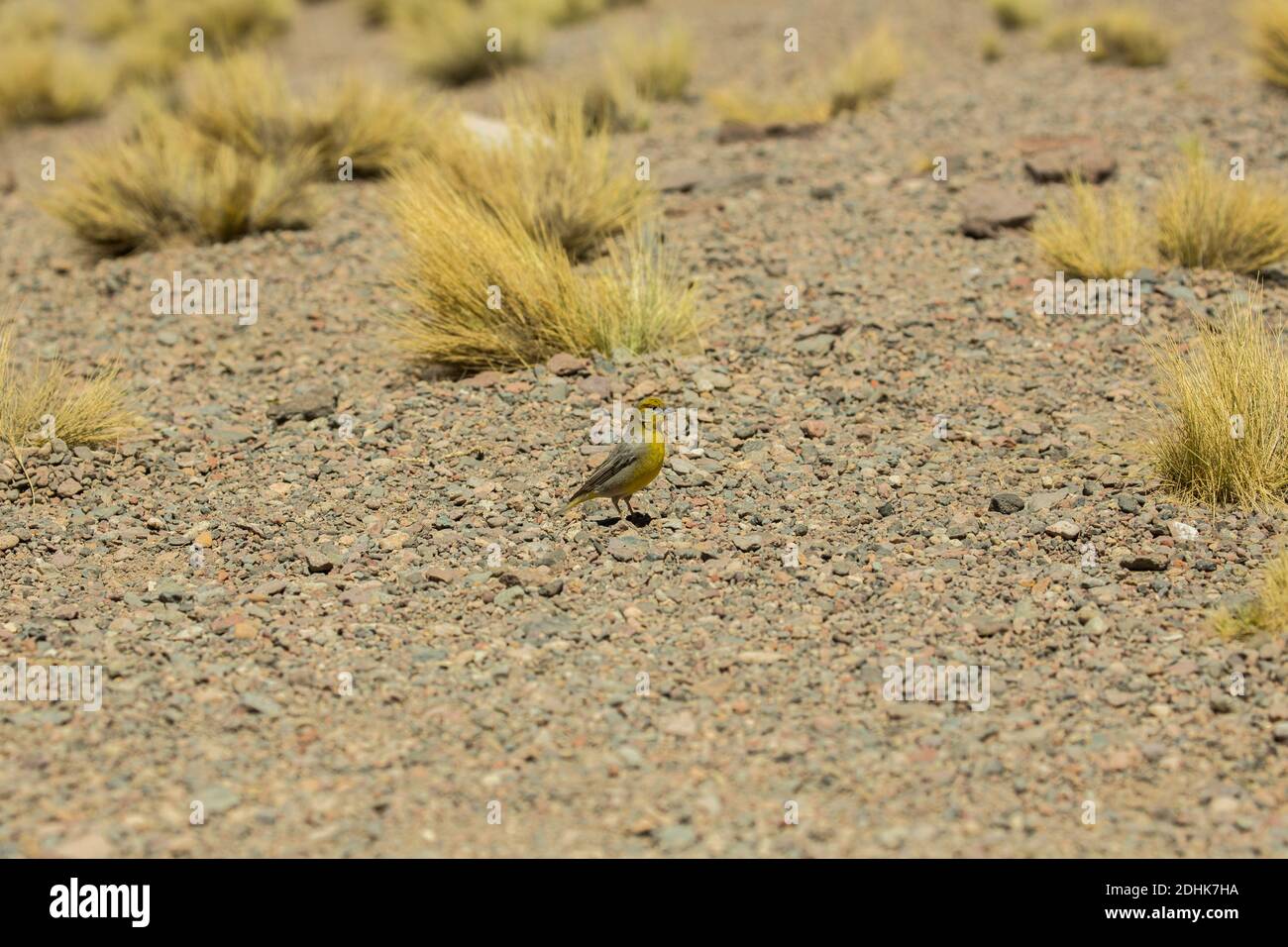 Un Finch jaune-verdâtre (sicalis olivascens) sur les prairies de haute altitude de l'herbe de coiron, altiplano, Andes, Chili Banque D'Images