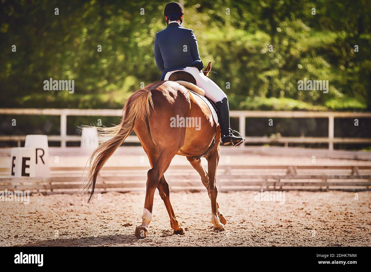 Un cheval de sorrel à longue queue qui participe à des compétitions de dressage est monté par un cavalier sous la lumière du soleil pendant l'été. Équitation. EQ Banque D'Images