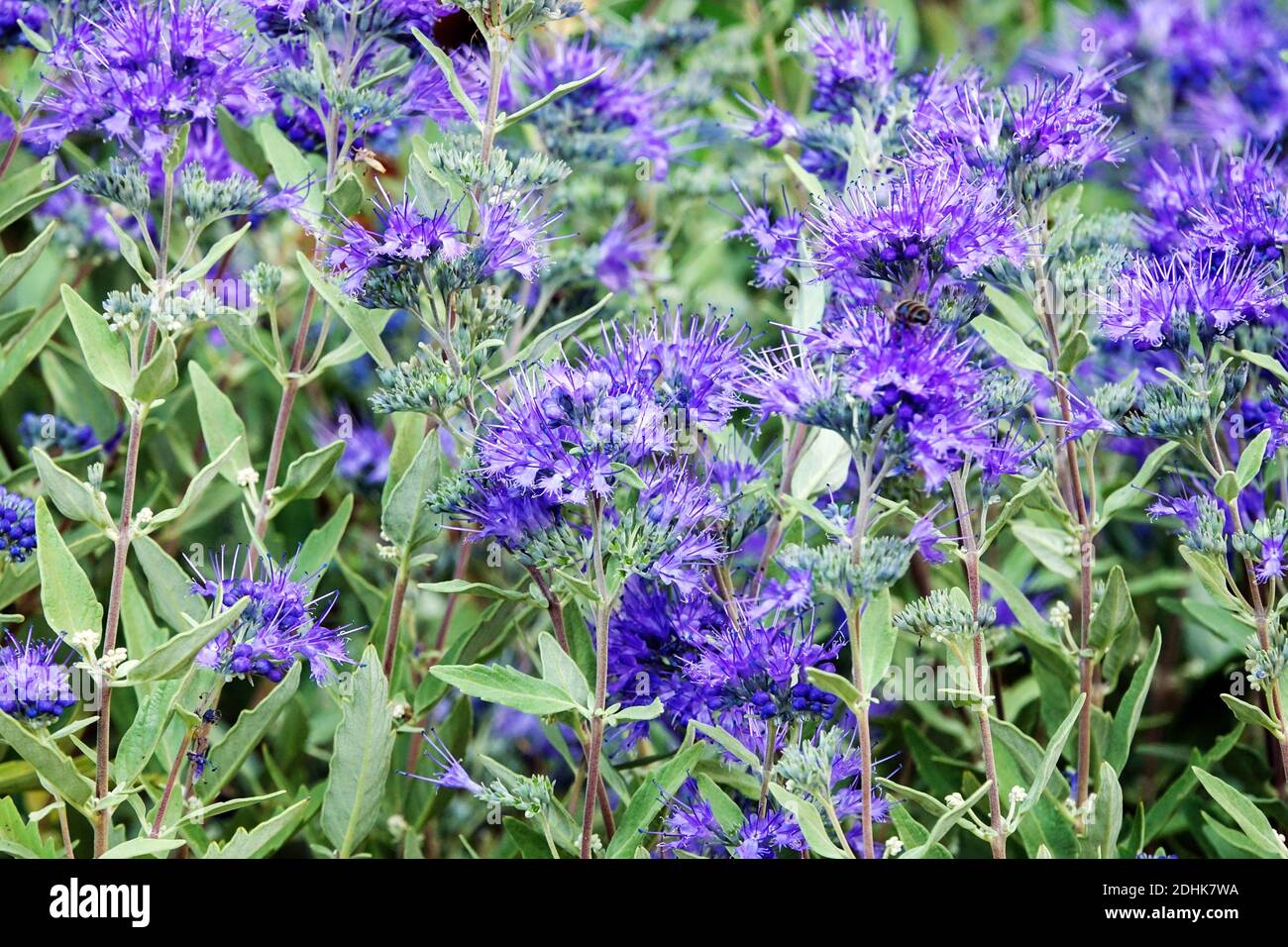 Caryopteris arbuste à fleurs bleu céleste Banque D'Images