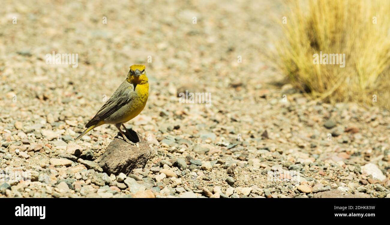 Un Finch jaune-verdâtre (sicalis olivascens) sur les prairies de haute altitude de l'herbe de coiron, altiplano, Andes, Chili Banque D'Images